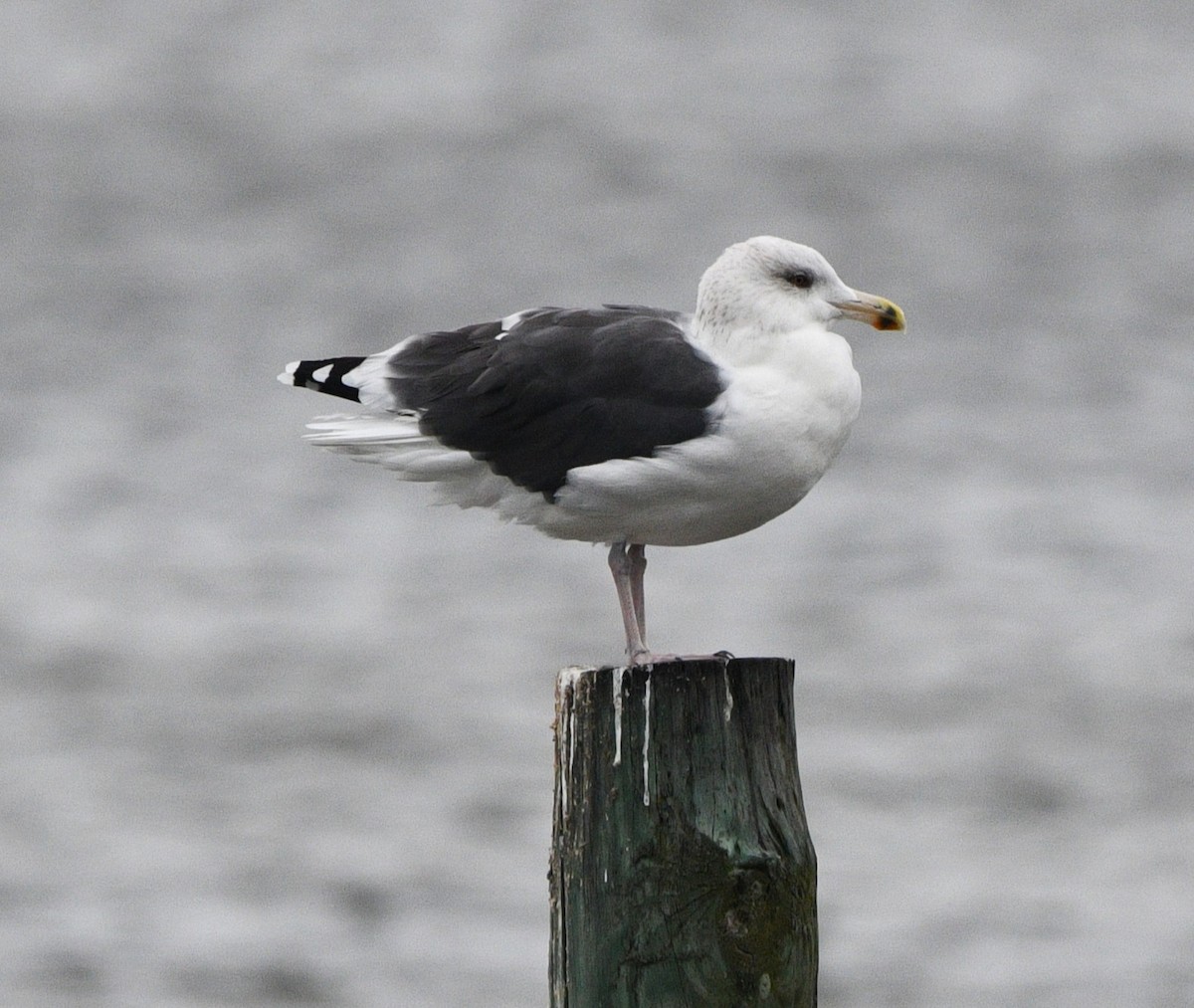 Great Black-backed Gull - ML644779511