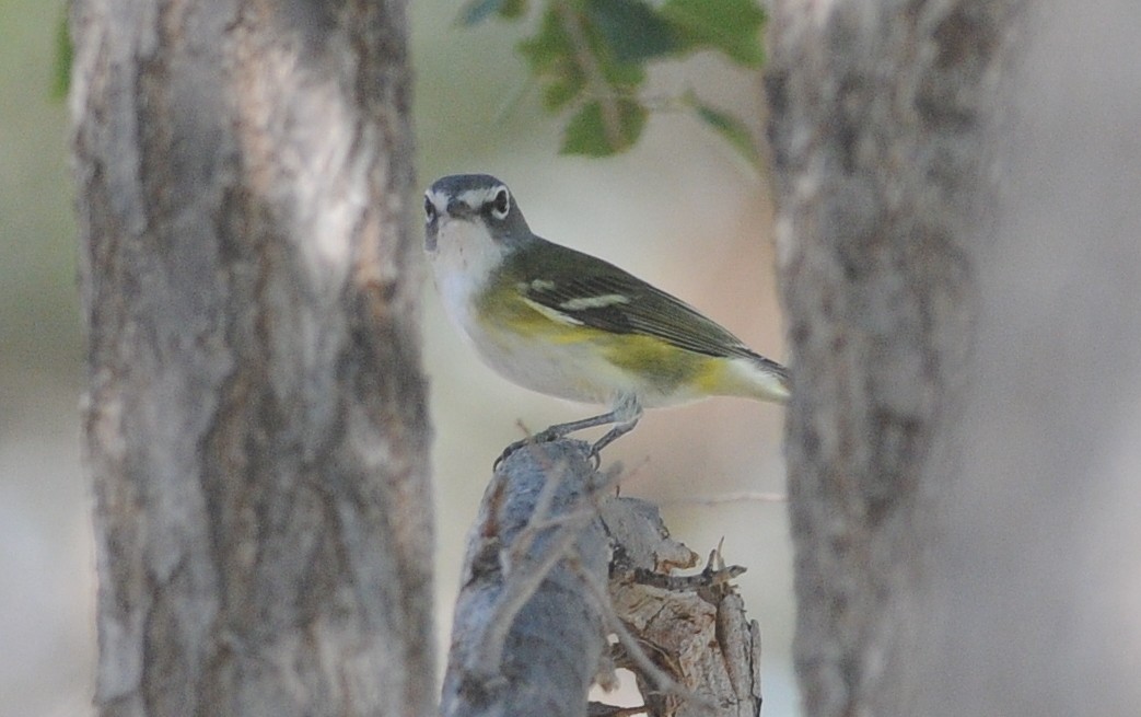 Blue-headed Vireo - ML644779514