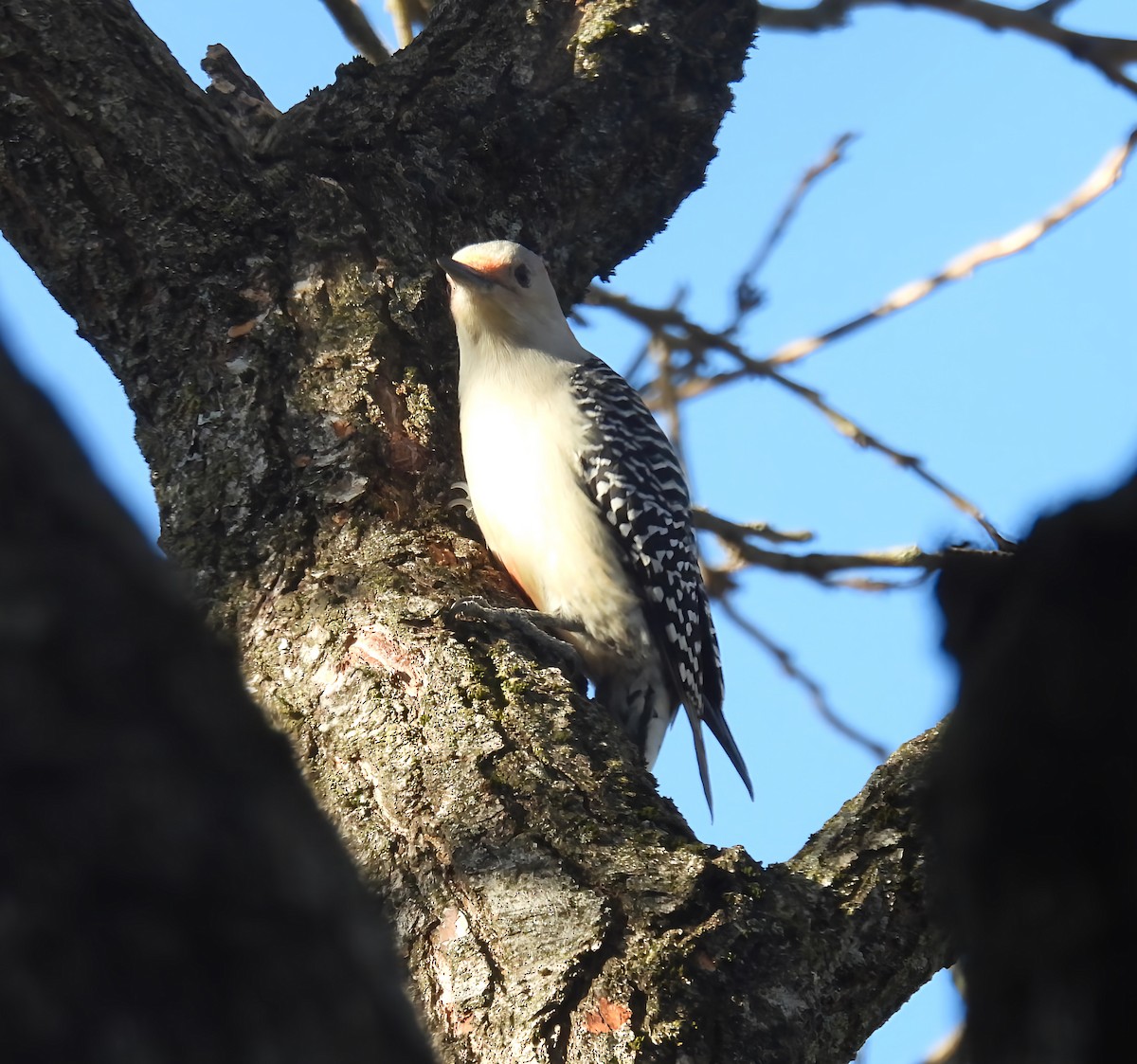 Carpintero de Carolina - ML644779516