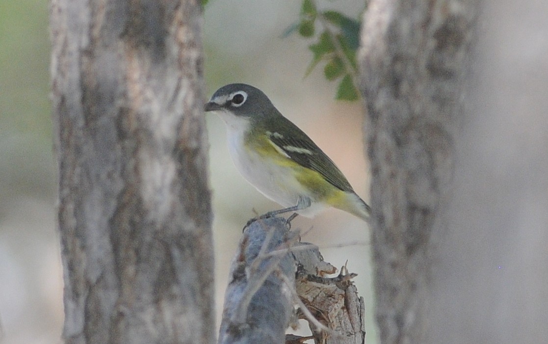 Blue-headed Vireo - ML644779519