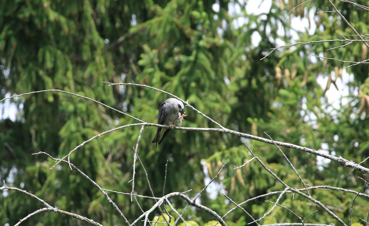 Шуліка світлоголовий - ML644779521