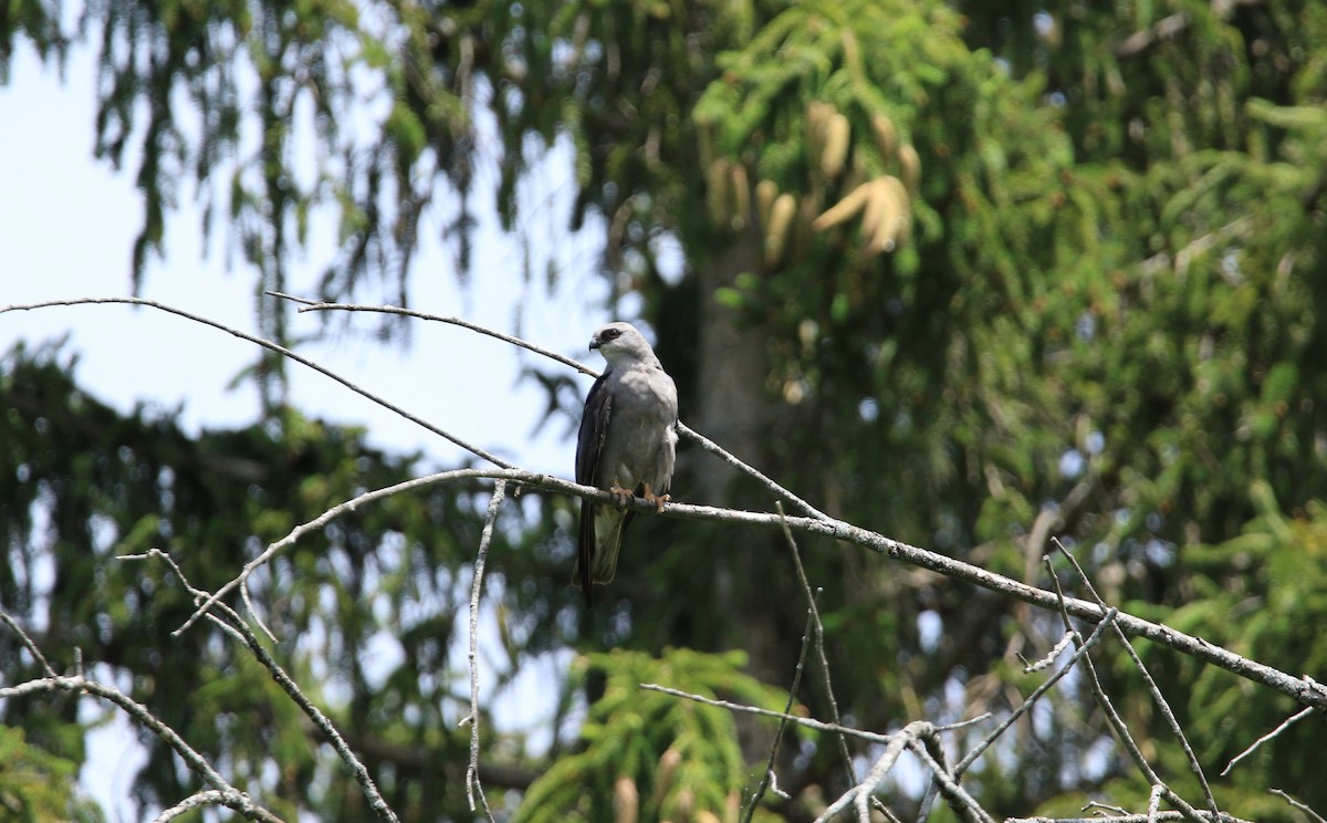Шуліка світлоголовий - ML644779524