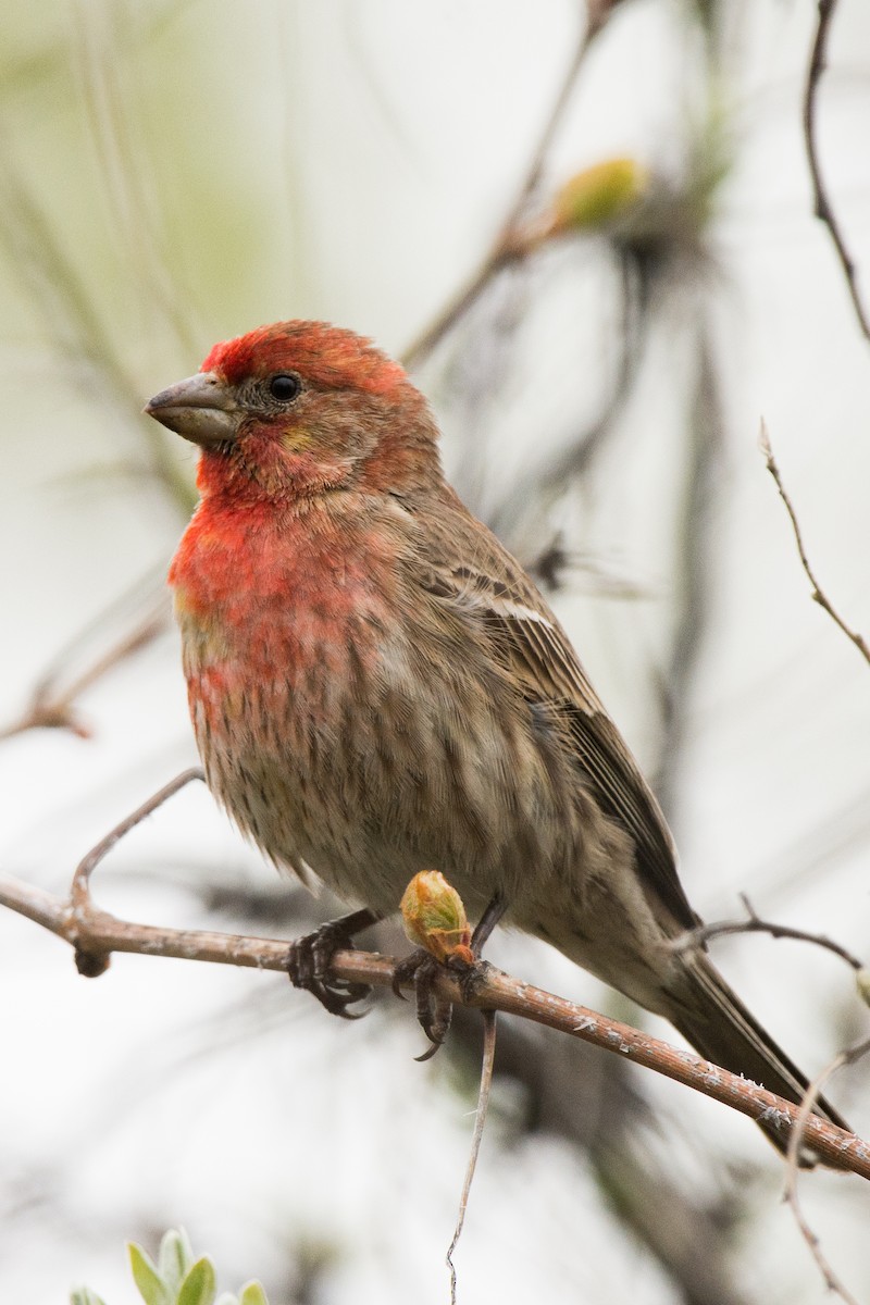 Чечевиця садова - ML644779529