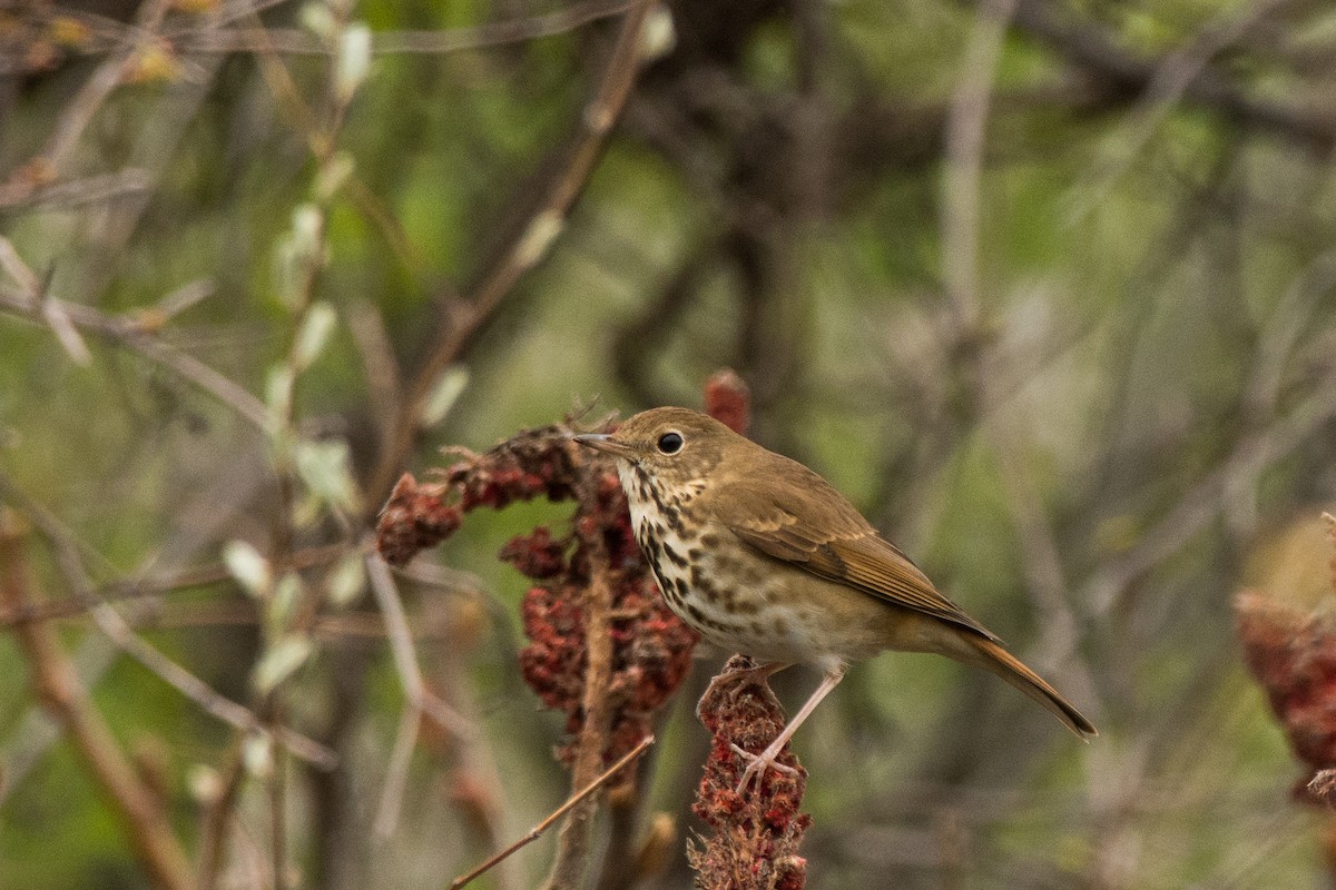 Дрізд-короткодзьоб плямистоволий - ML644779539