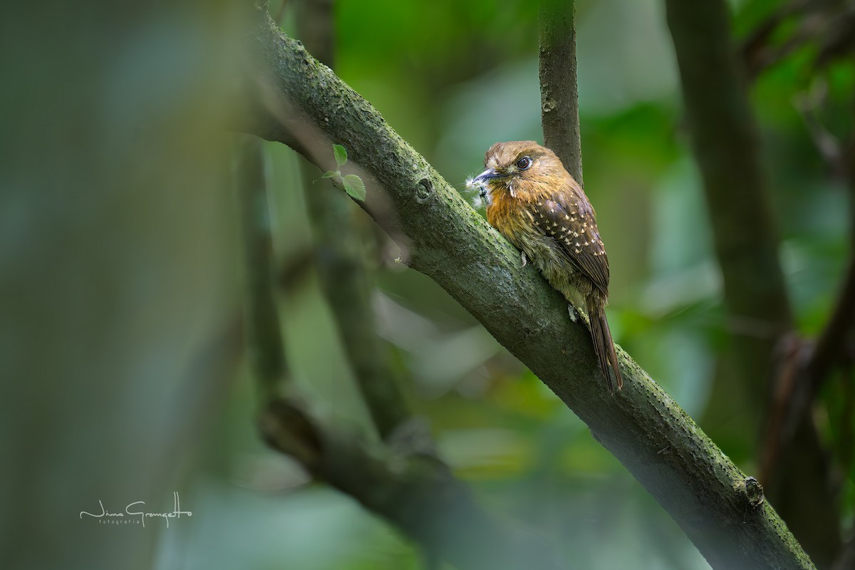 Moustached Puffbird - ML644779542