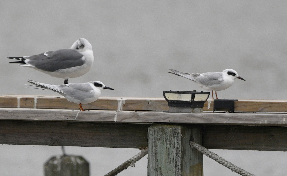 Forster's Tern - ML644779561