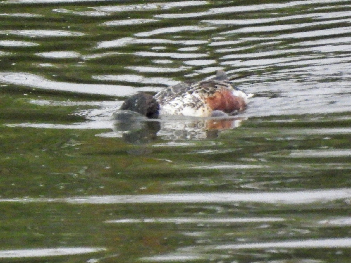 skjeand - ML644779566