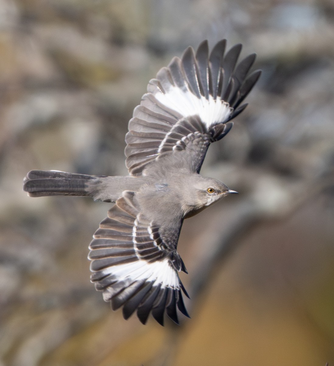 Northern Mockingbird - ML644779567