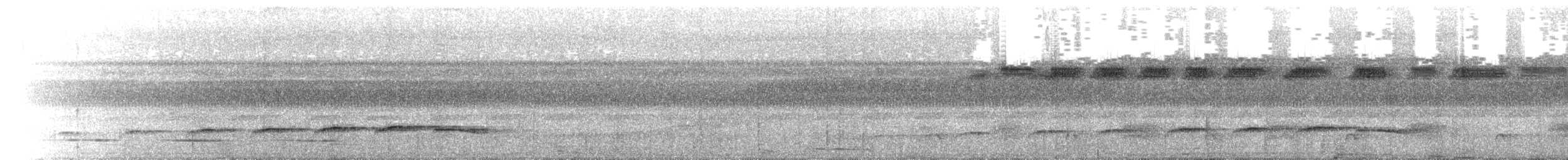 Attila à ventre jaune - ML644779568