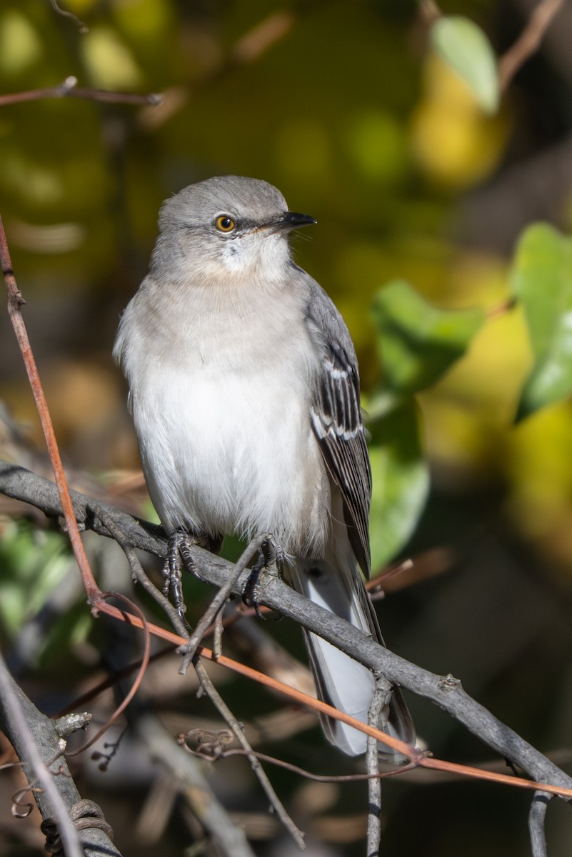 Northern Mockingbird - ML644779571