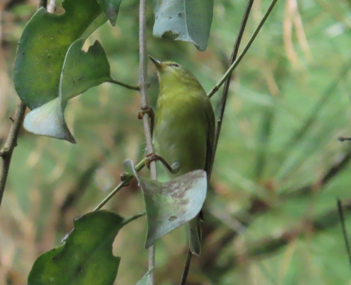 Tennessee Warbler - ML644779574