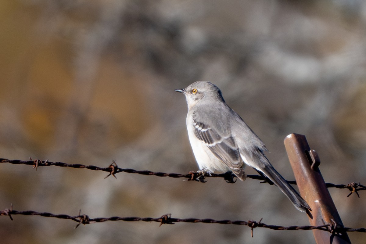 Northern Mockingbird - ML644779580
