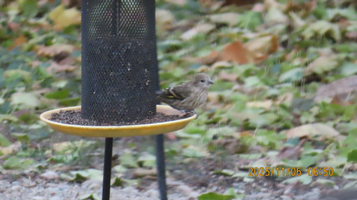 Tarin des pins - ML644779586