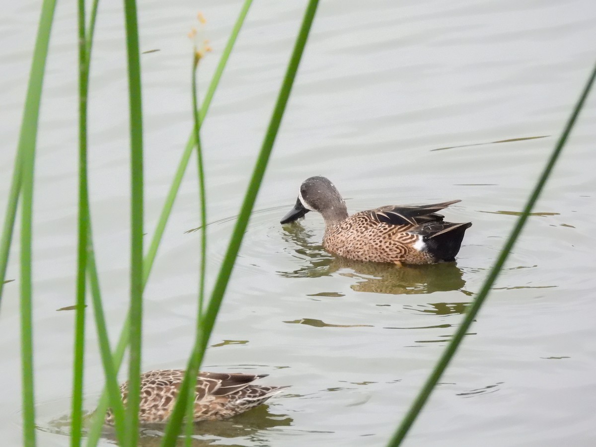 Blue-winged Teal - ML644779588