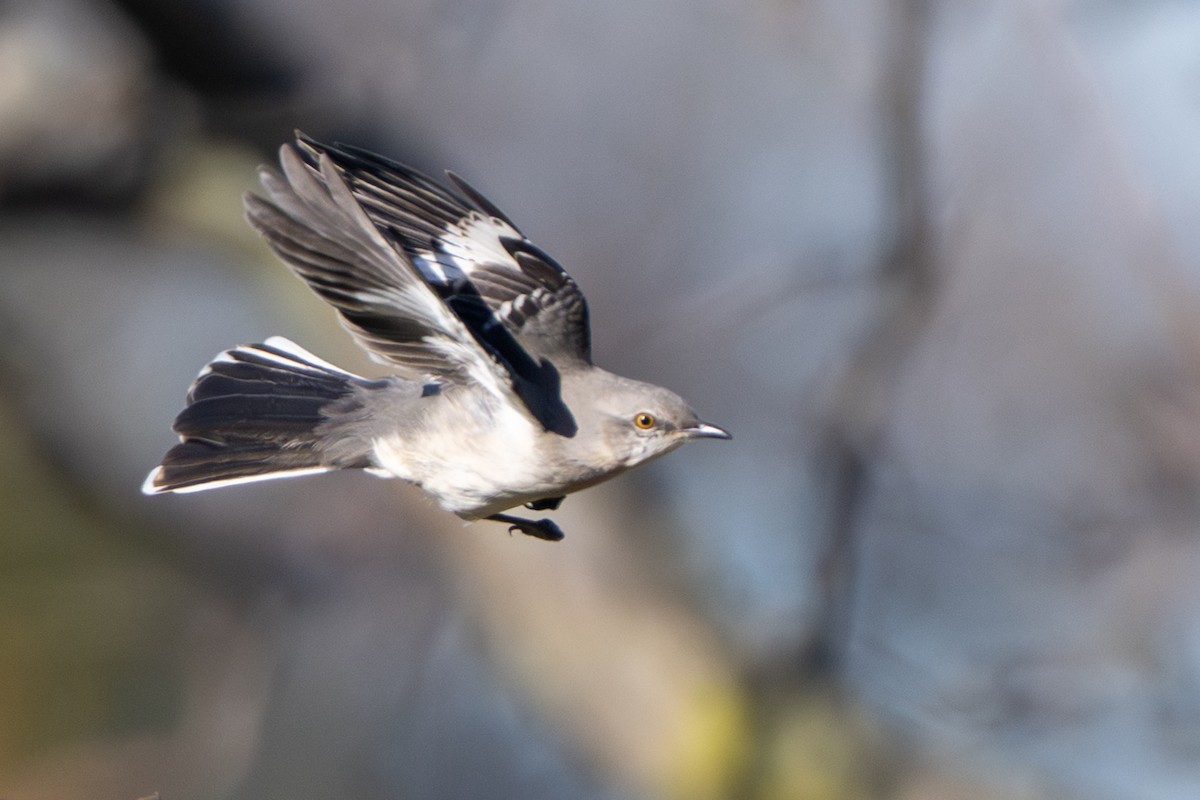 Northern Mockingbird - ML644779590