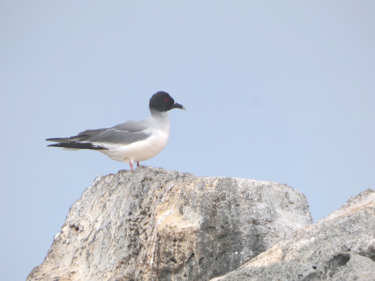 Swallow-tailed Gull - ML644779603