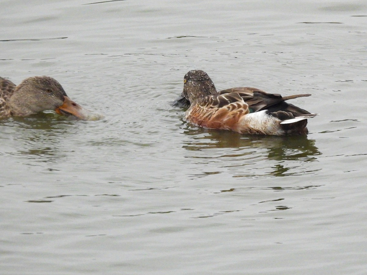 skjeand - ML644779609