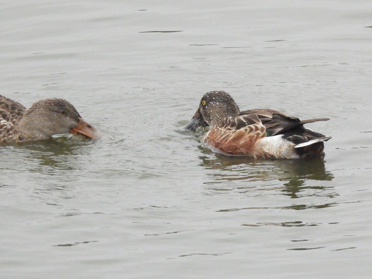 skjeand - ML644779620