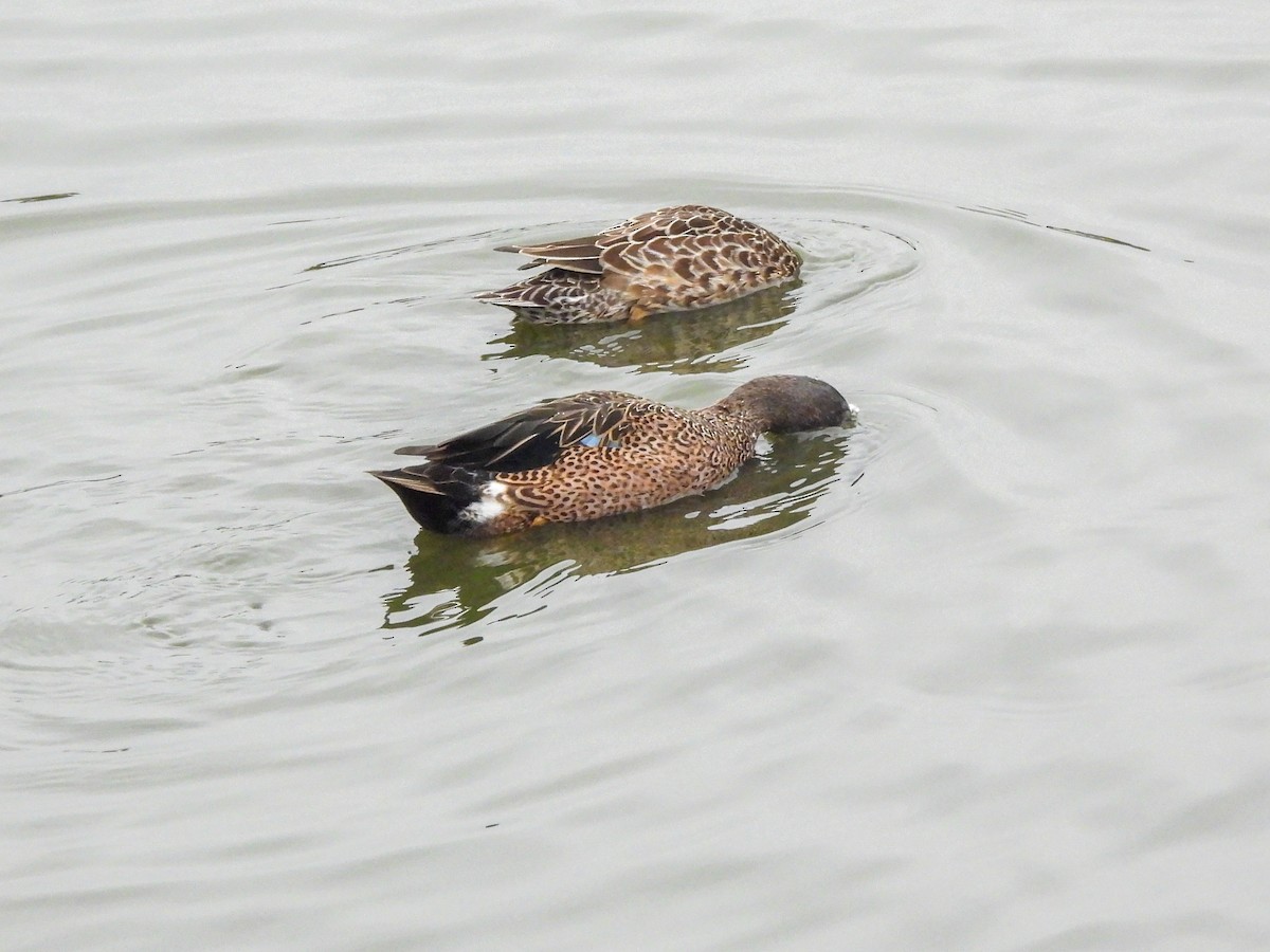 Blue-winged Teal - ML644779623