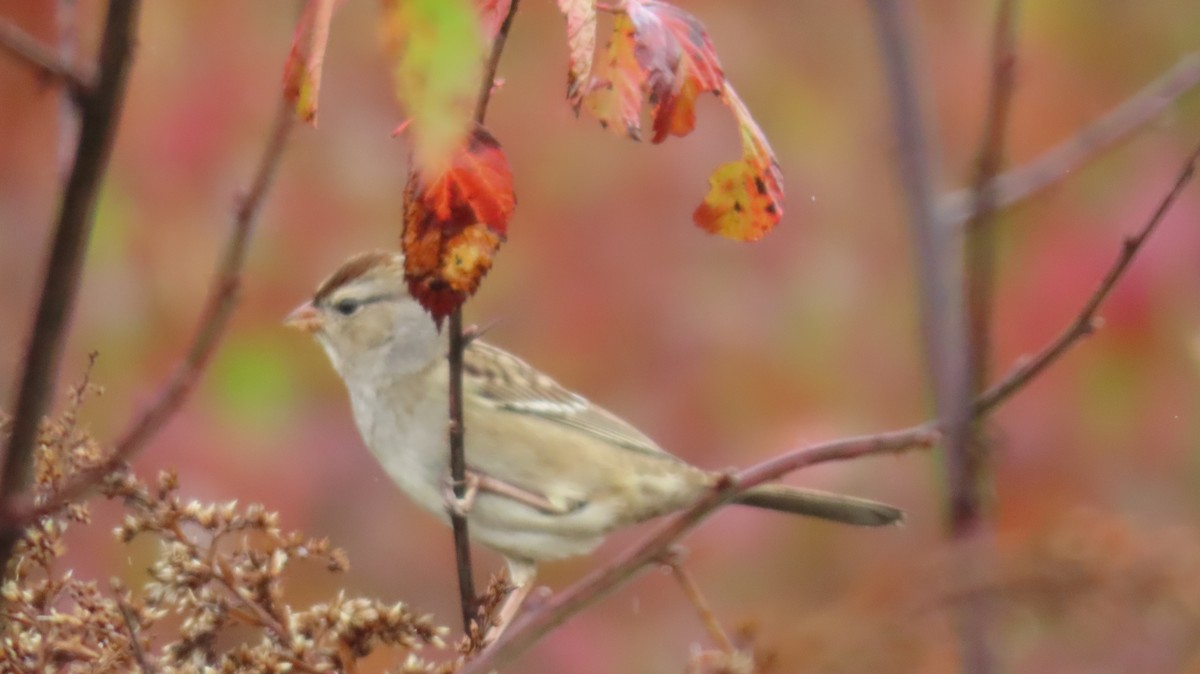 White-crowned Sparrow - ML644779627