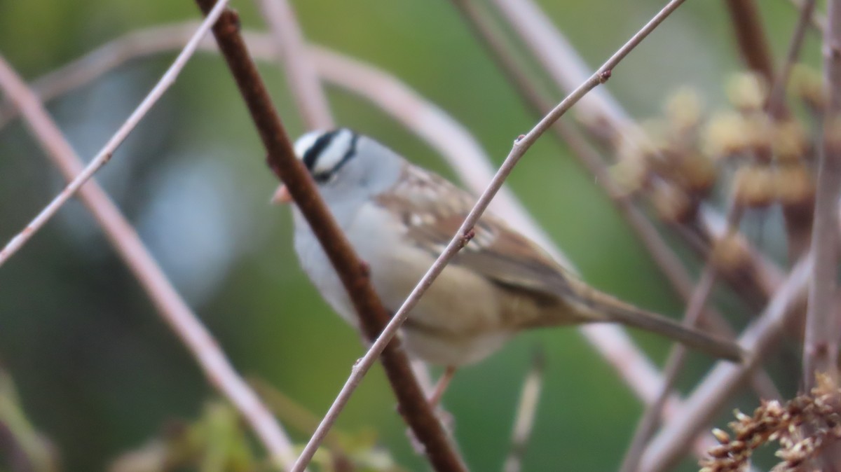 White-crowned Sparrow - ML644779628