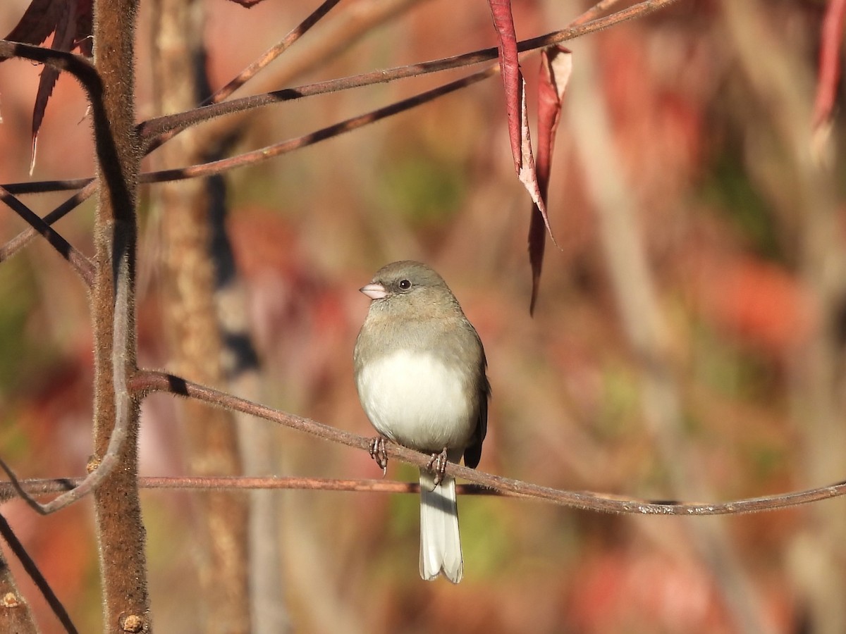 Dark-eyed Junco - ML644779630