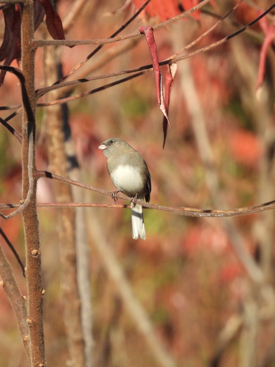 Dark-eyed Junco - ML644779631