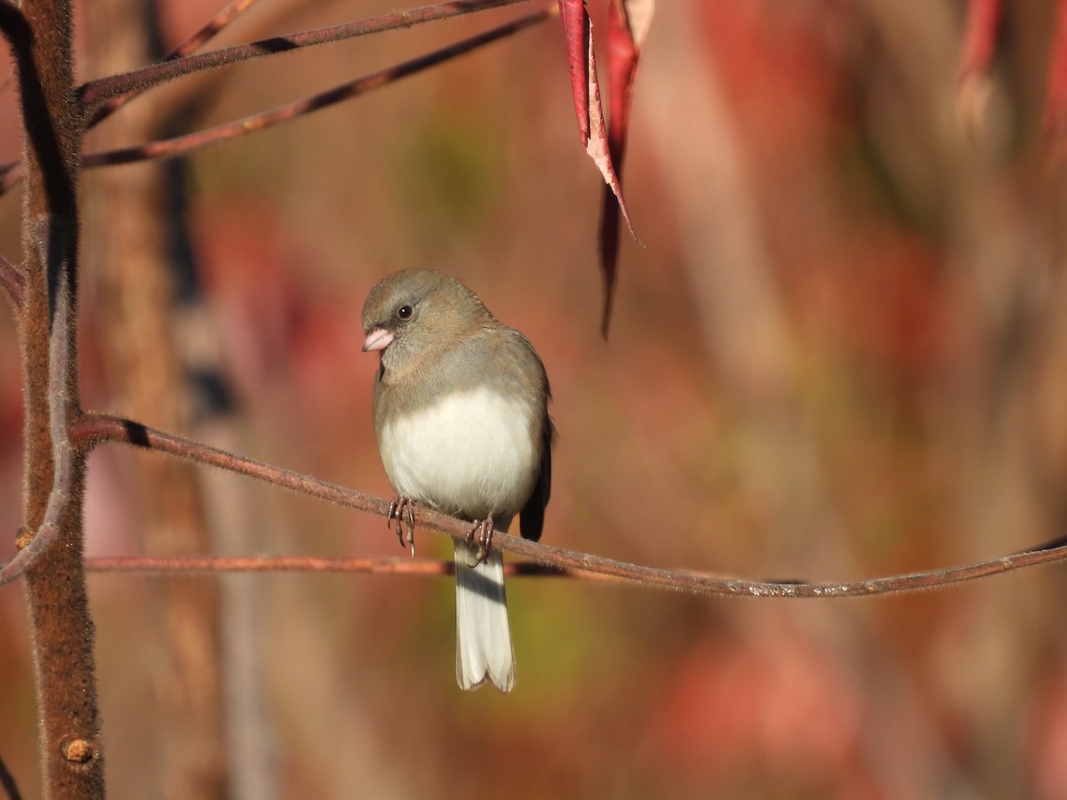 Dark-eyed Junco - ML644779632