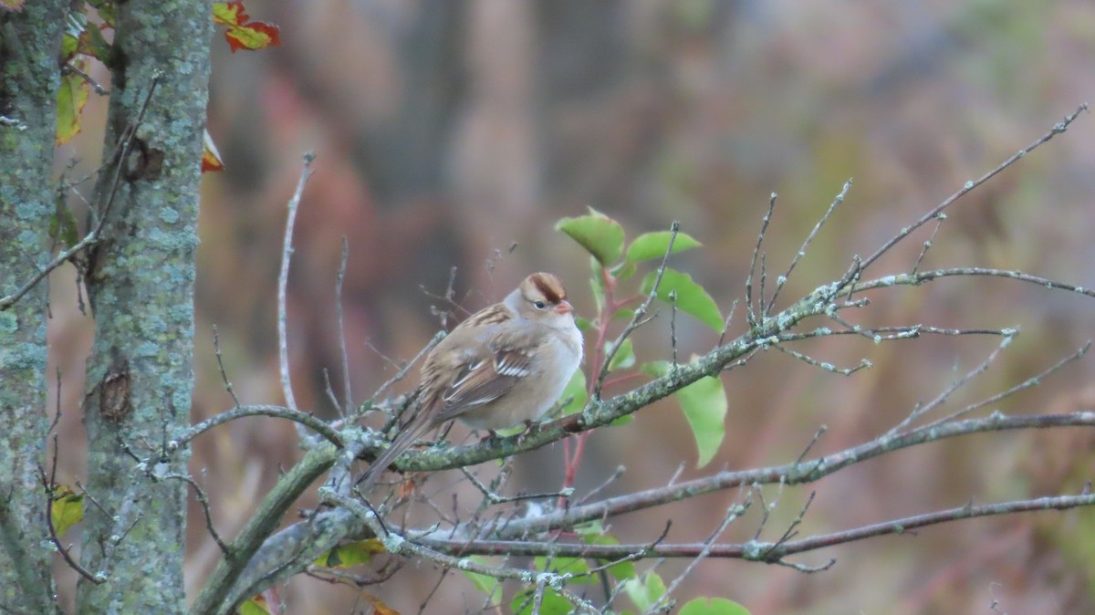 White-crowned Sparrow - ML644779638