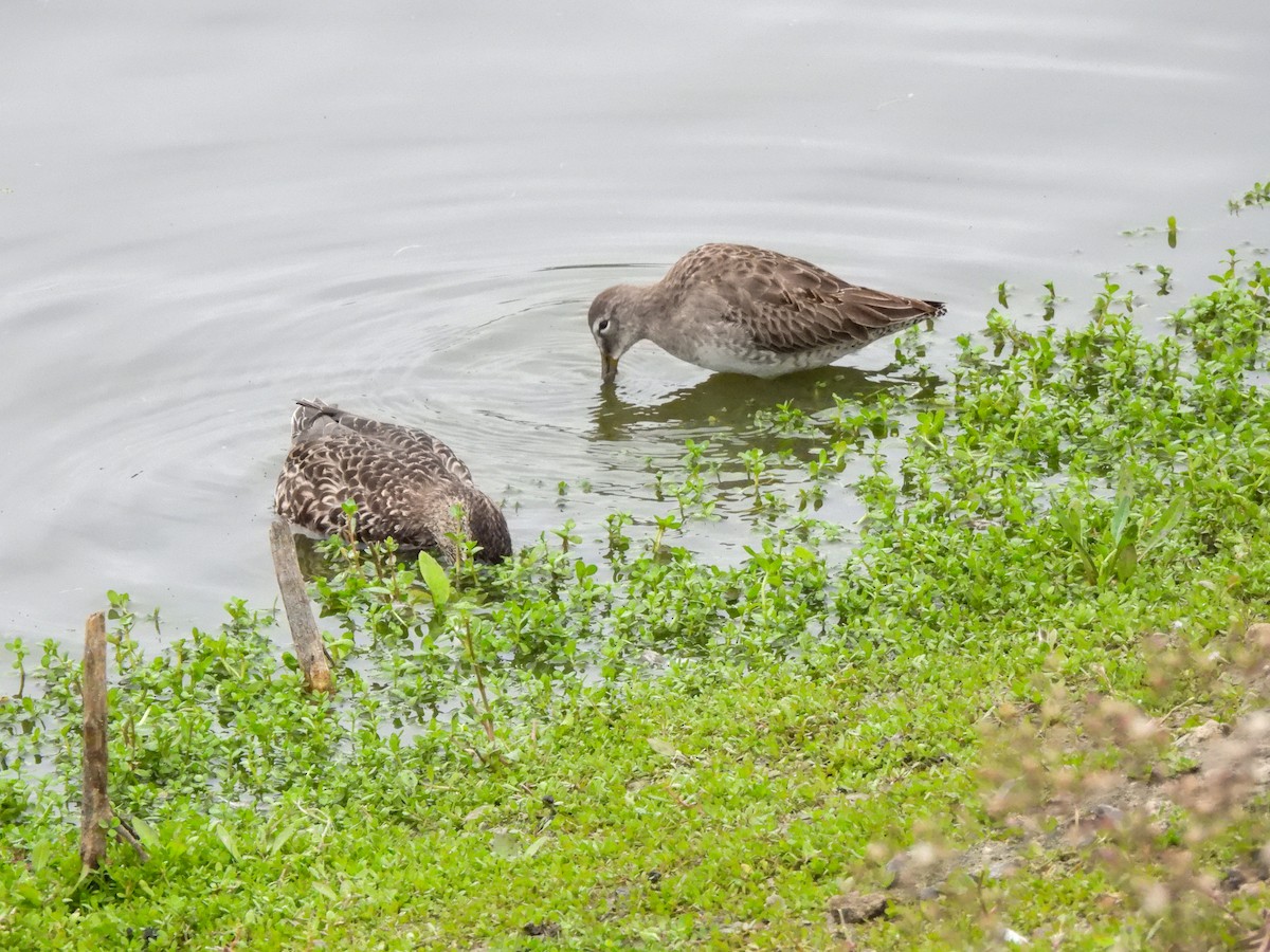 Long-billed Dowitcher - ML644779644