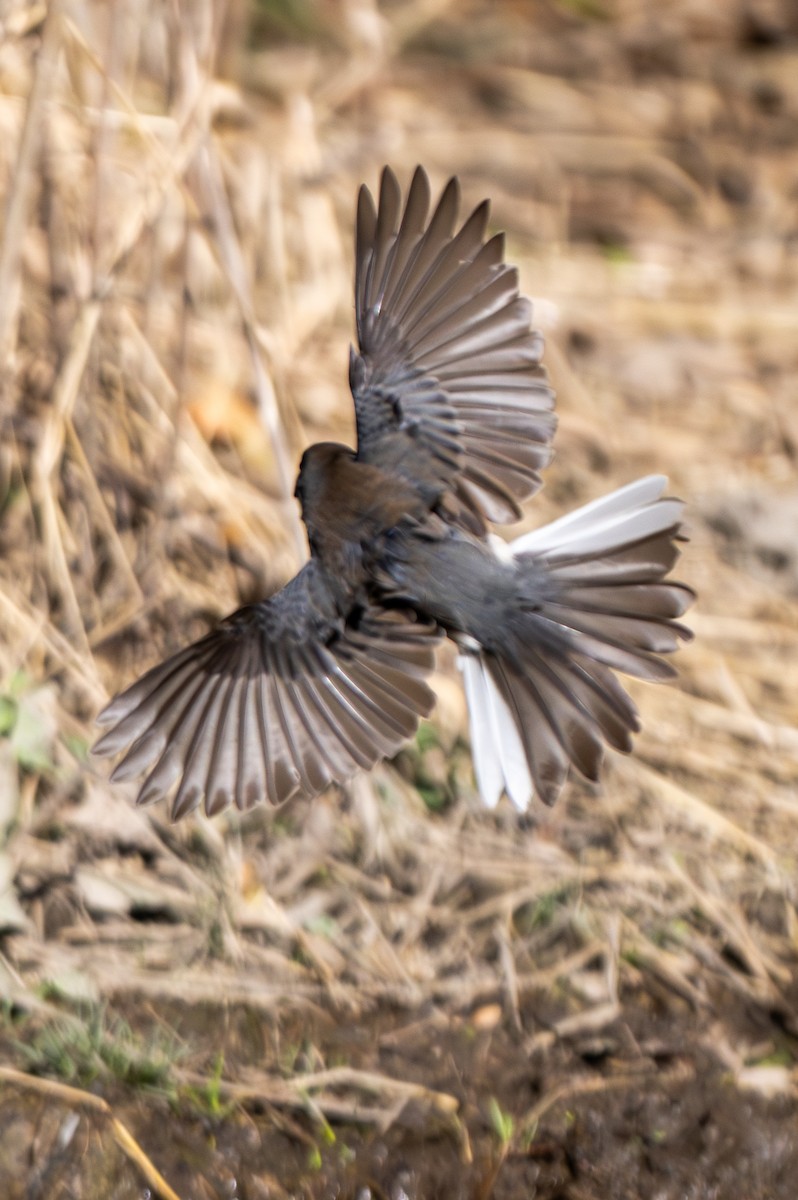 Dark-eyed Junco - ML644779645