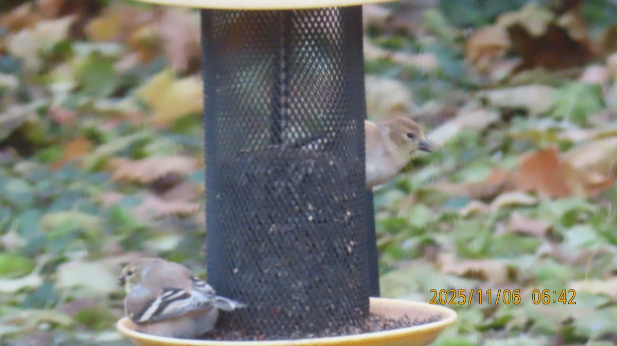 オウゴンヒワ - ML644779646