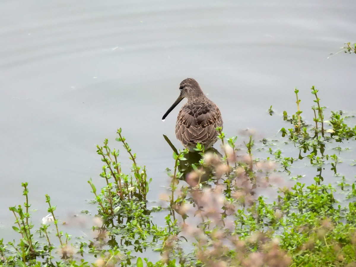 Long-billed Dowitcher - ML644779647