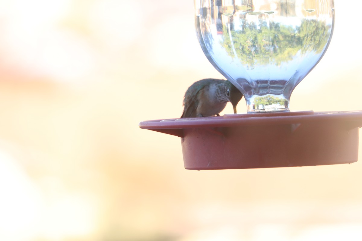 Broad-tailed Hummingbird - ML644779649