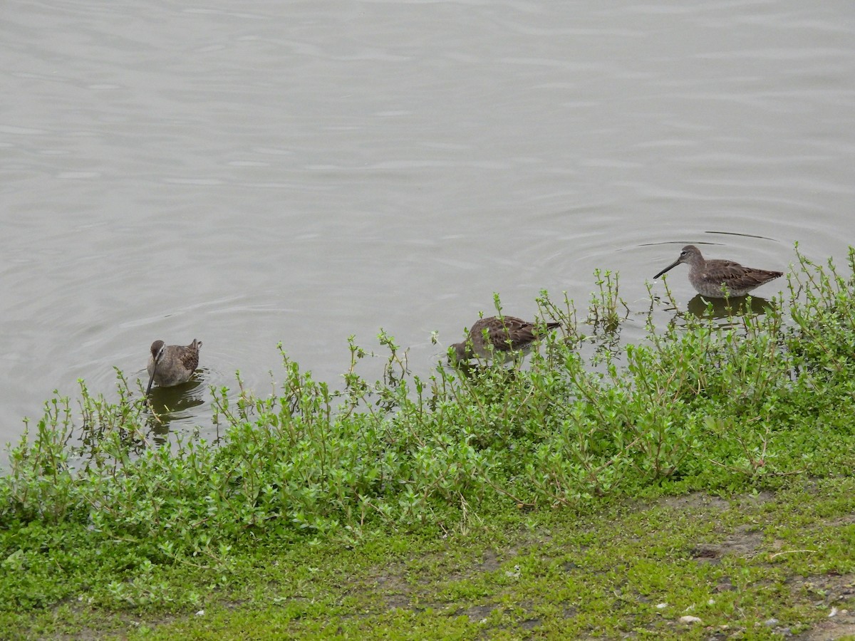 Long-billed Dowitcher - ML644779654