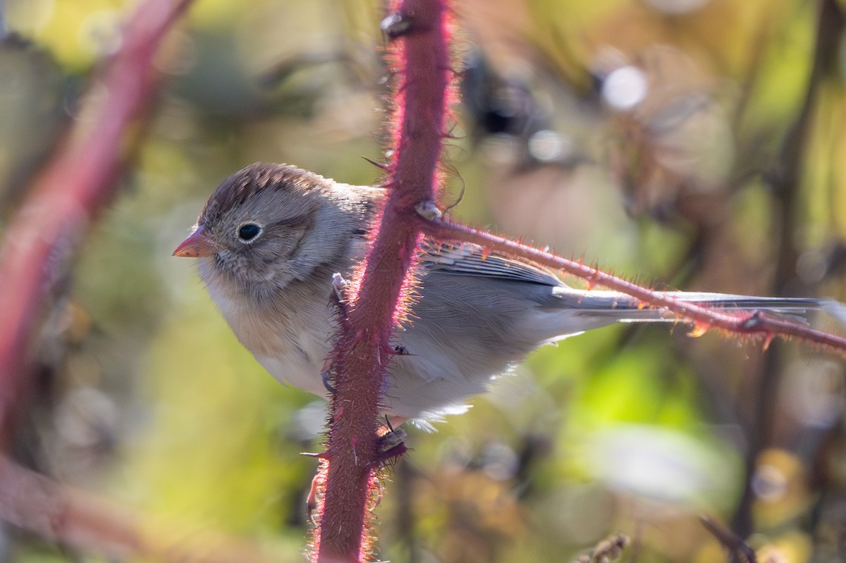 Field Sparrow - ML644779655