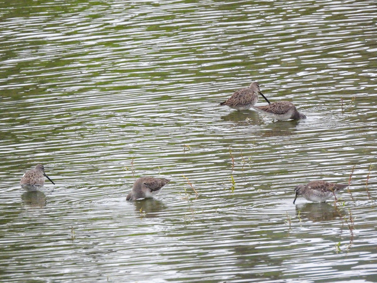 Long-billed Dowitcher - ML644779659