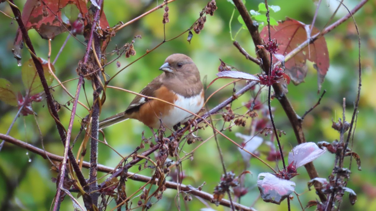 Eastern Towhee - ML644779660