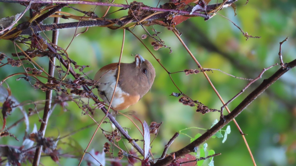 Eastern Towhee - ML644779661
