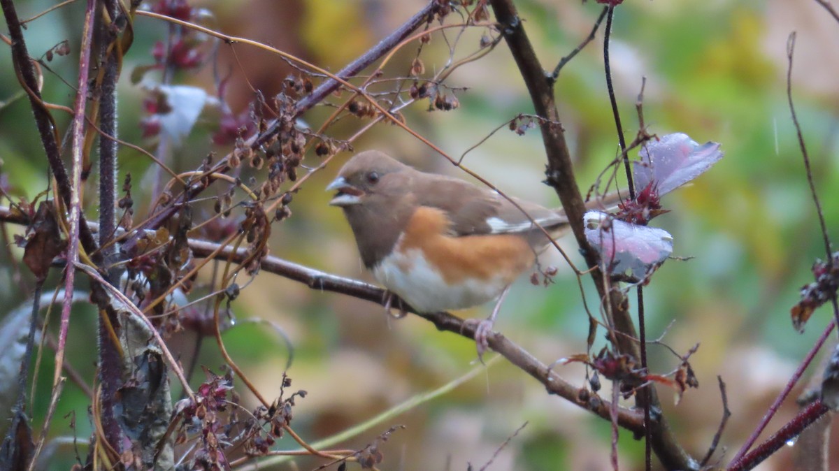 Eastern Towhee - ML644779662