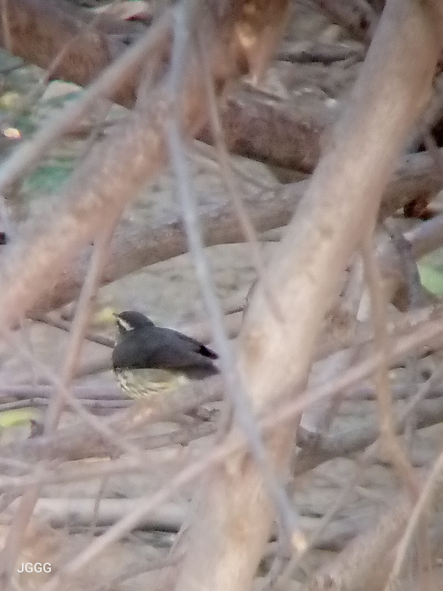 Northern Waterthrush - ML644779664