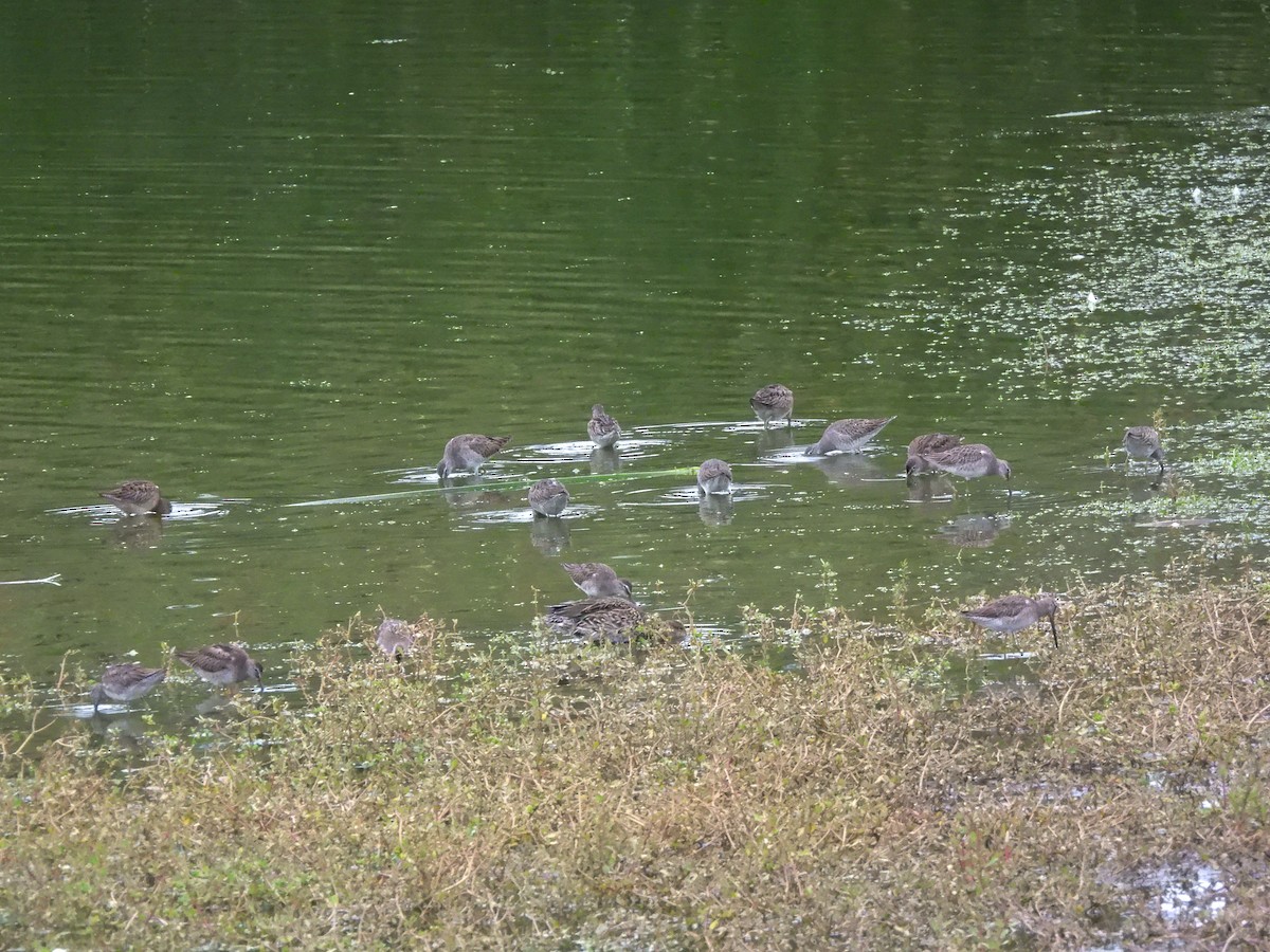 Long-billed Dowitcher - ML644779665