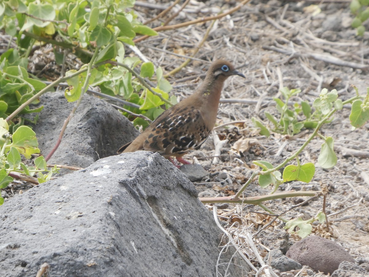 Galapagos Dove - ML644779668