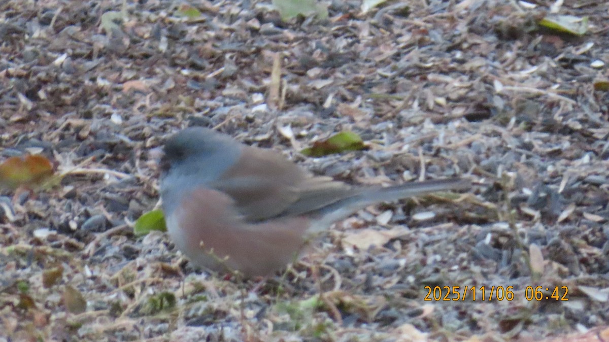 Dark-eyed Junco (Pink-sided) - ML644779671