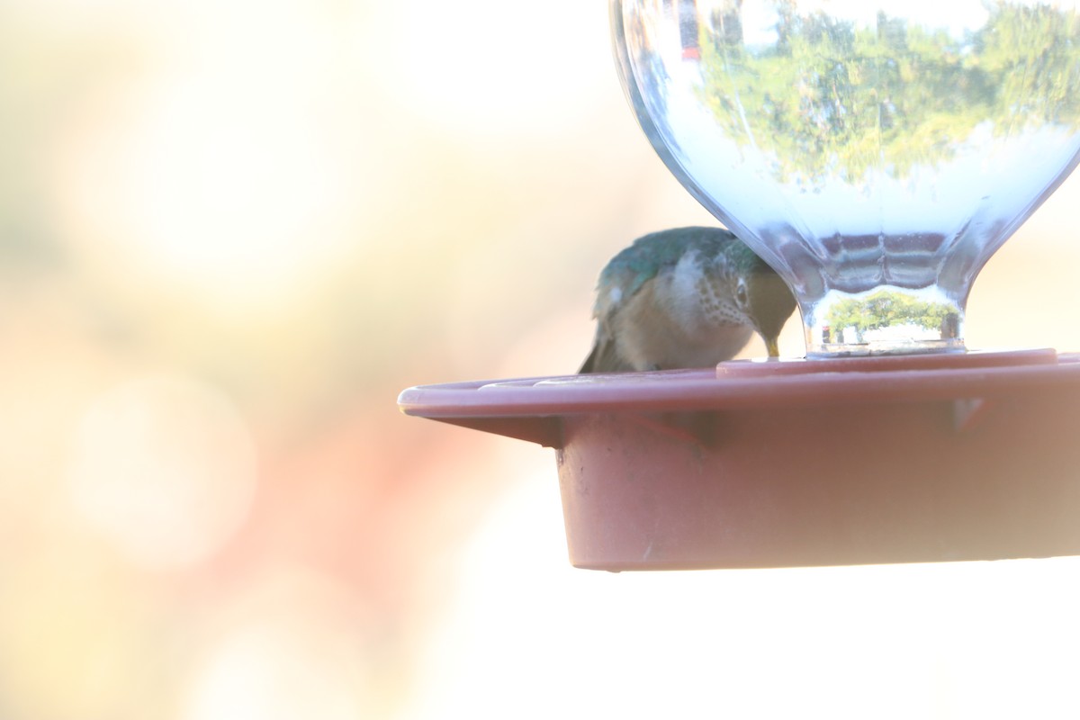 Broad-tailed Hummingbird - ML644779674