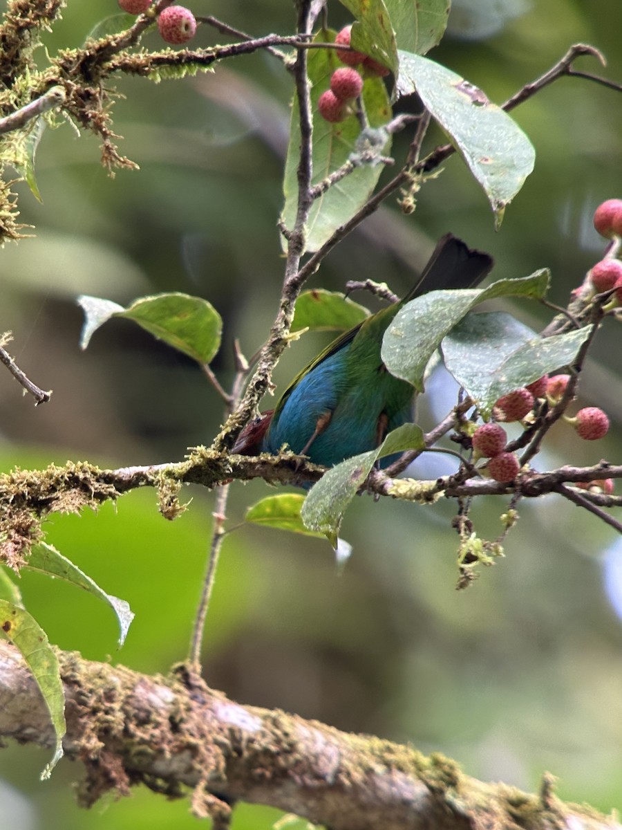 Calliste rouverdin - ML644779677