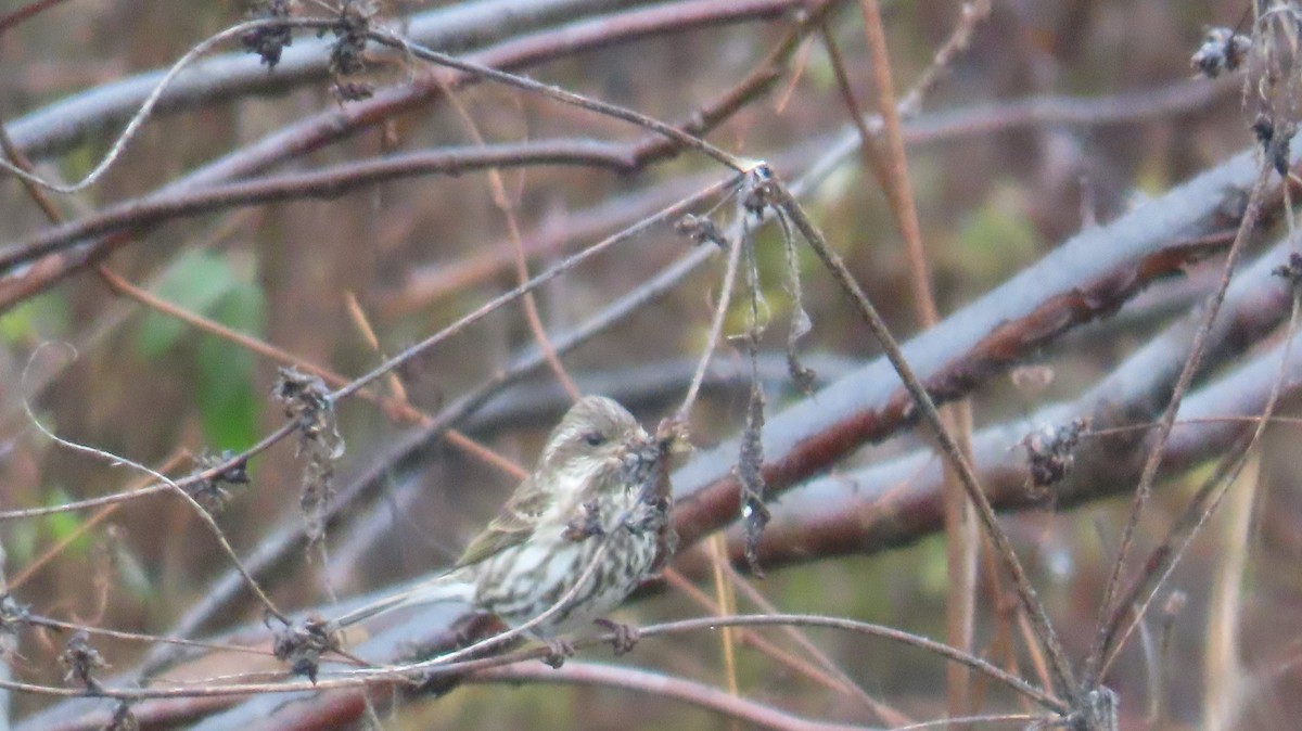 Purple Finch - ML644779682