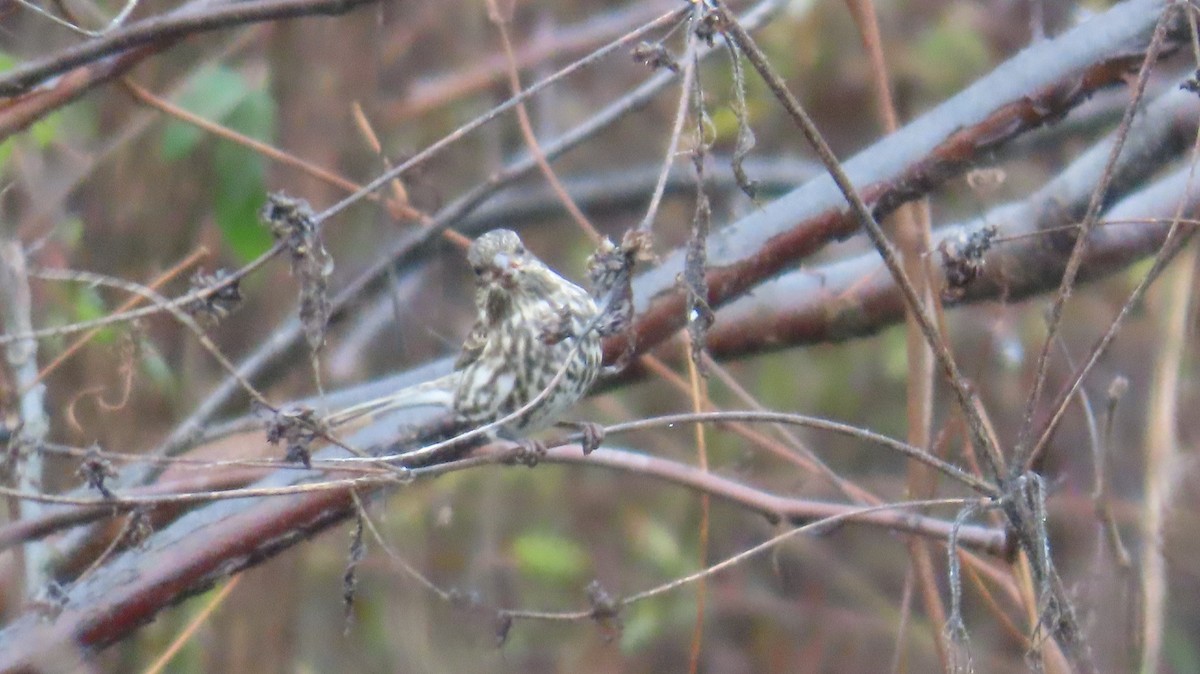 Purple Finch - ML644779683