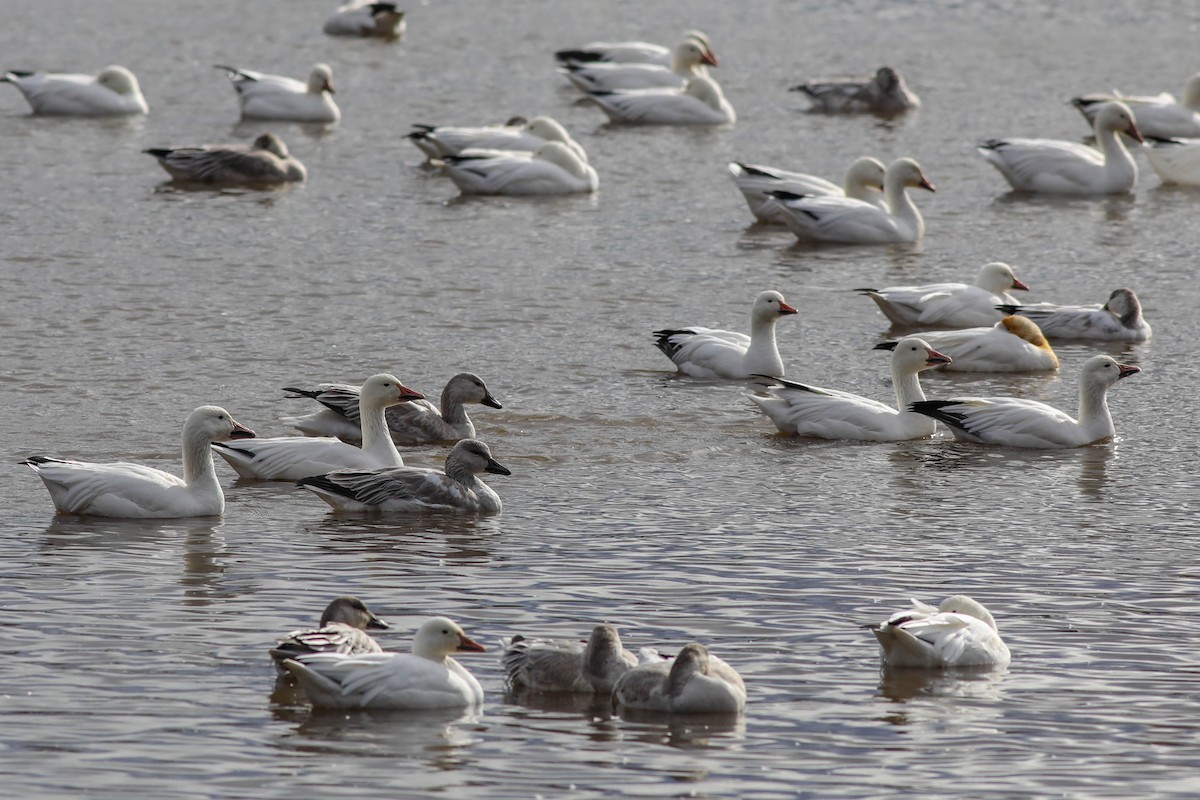 Oca delle nevi - ML644779685