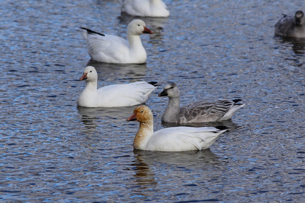 Oca delle nevi - ML644779686